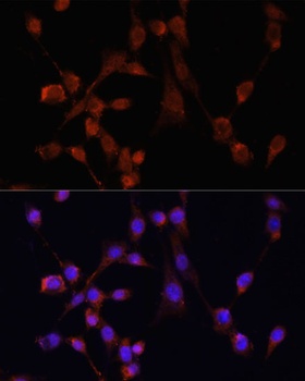 MOV10 Antibody