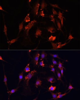 MOV10 Antibody