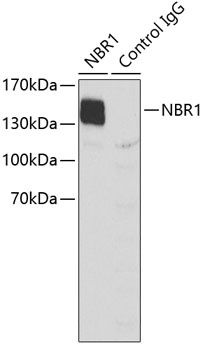 NBR1 Antibody