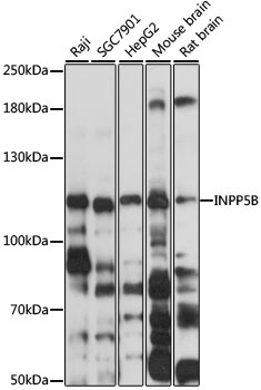 INPP5B Antibody