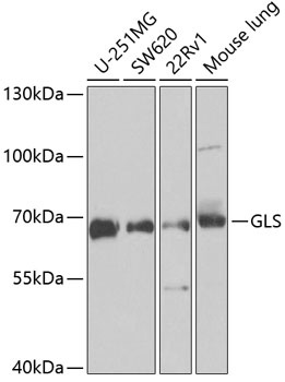 GLS Antibody