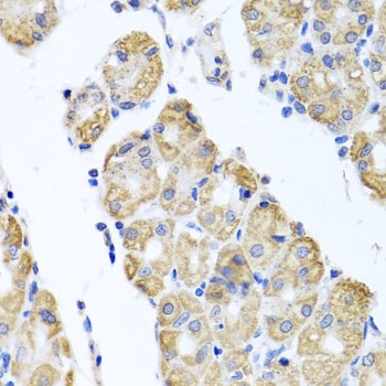 GLS Antibody