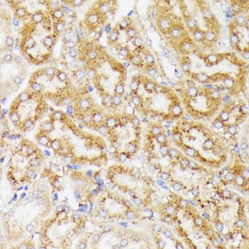 GALC Antibody