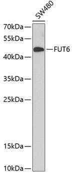 FUT6 Antibody