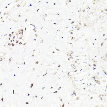 FKBP5 Antibody