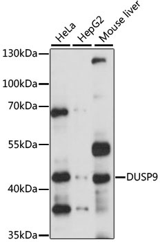 DUSP9 Antibody