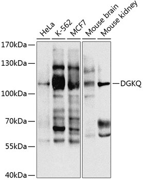 DGKQ Antibody
