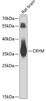CRYM Antibody