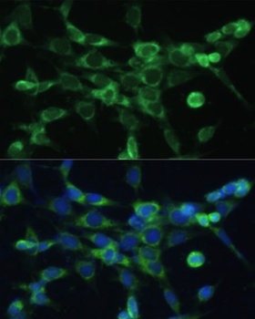 COX6A1 Antibody