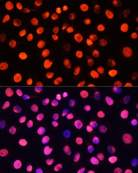 COX6A1 Antibody