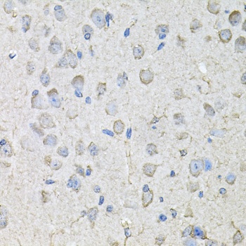 CD97 Antibody