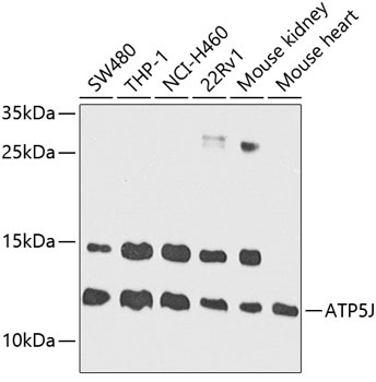 ATP5J Antibody