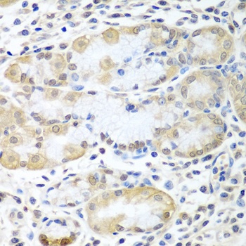 ASNA1 Antibody