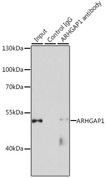 ARHGAP1 Antibody