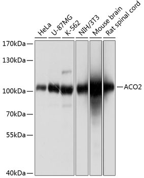ACO2 Antibody