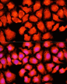 ACO2 Antibody