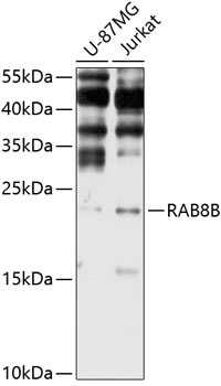 RAB8B Antibody