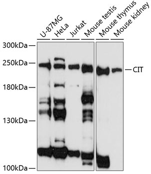 CIT Antibody