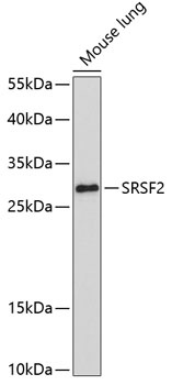 SRSF2 Antibody