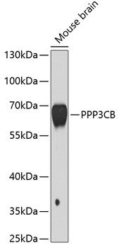 PPP3CB Antibody
