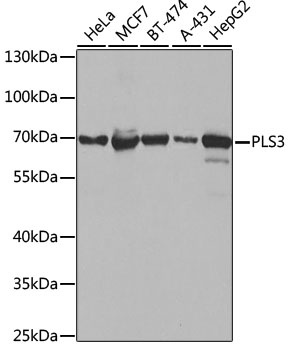 PLS3 Antibody