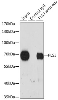 PLS3 Antibody