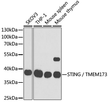 TMEM173 Antibody