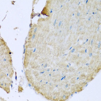 TMEM173 Antibody