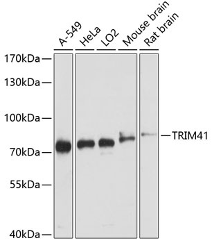 TRIM41 Antibody