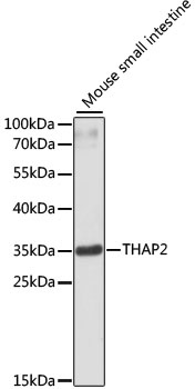 THAP2 Antibody