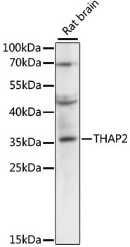 THAP2 Antibody