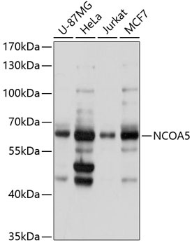 NCOA5 Antibody