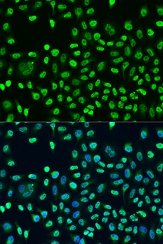 STAU2 Antibody