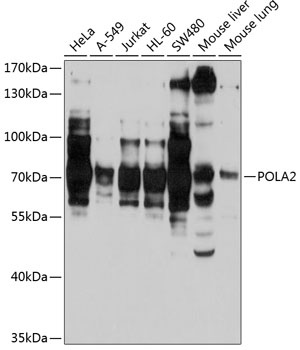 POLA2 Antibody