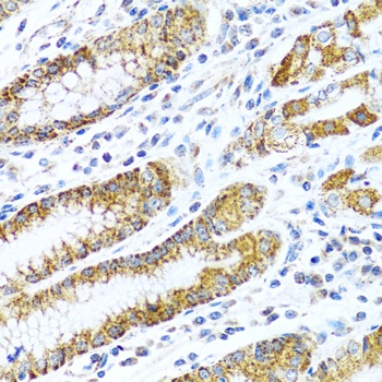 LRPPRC Antibody