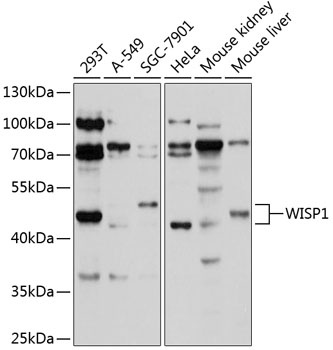 WISP1 Antibody