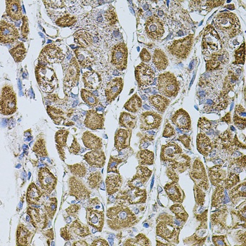 UQCRC1 Antibody