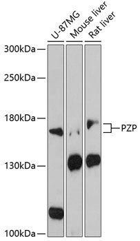 PZP Antibody