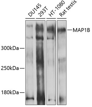 MAP1B Antibody