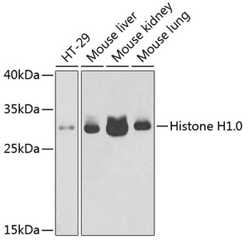 H1F0 Antibody