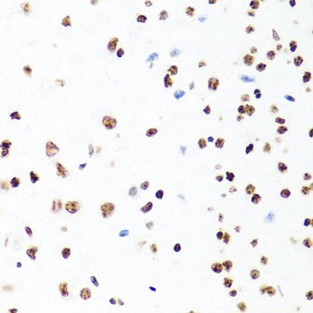 H1F0 Antibody