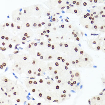 H1F0 Antibody