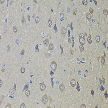 SMO Antibody