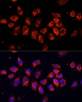 SMO Antibody