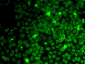 UFD1L Antibody