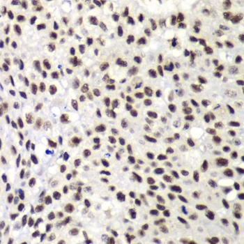 NELFE Antibody