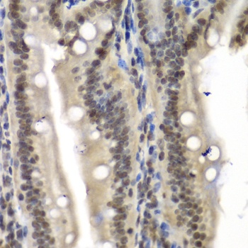 NELFE Antibody