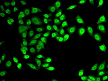 NELFE Antibody