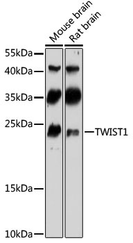 TWIST1 Antibody