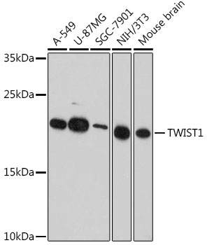 TWIST1 Antibody